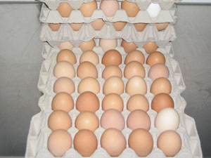 pic eier