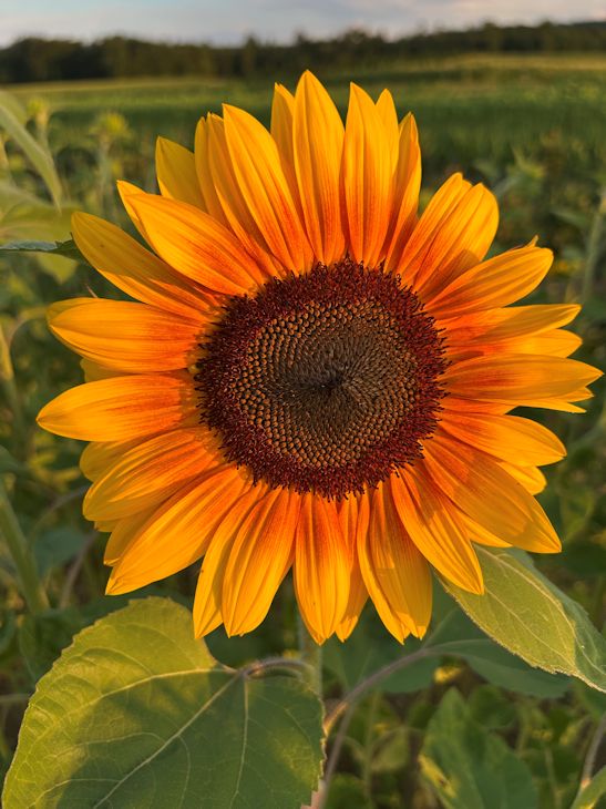 Sonnenbluemen